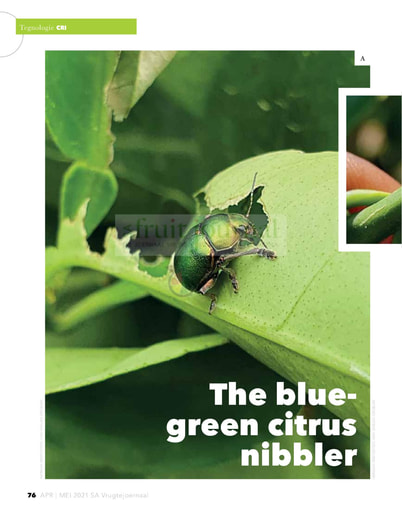 The blue green citrus nibbler