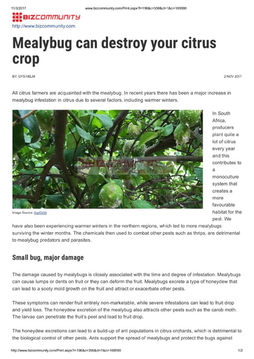 Mealybug can destroy your citrus crop