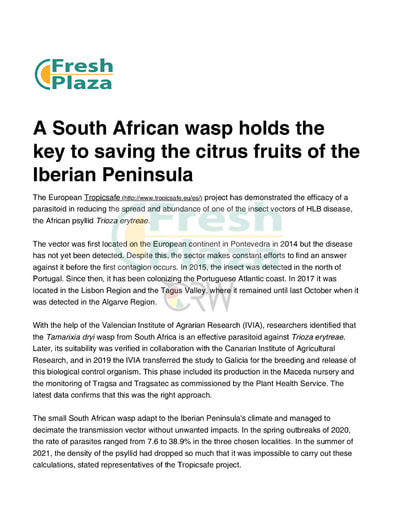 A South African wasp holds the key to saving the citrus fruits of the Iberian Peninsula