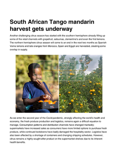 South African Tango mandarin harvest gets underway