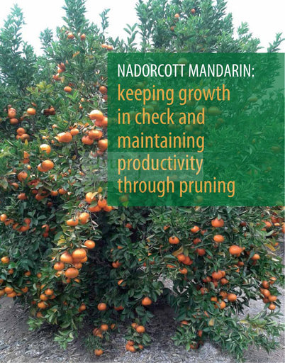 Nadorcott Mandarin: keeping growth in check...